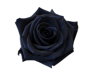 Dark blue rose bloom detailed petals isolated on a transparent background black rose