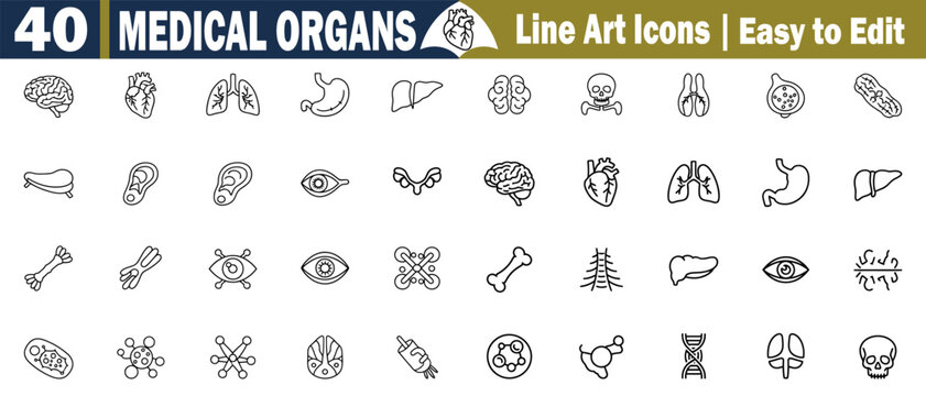 Medical Organs Line Art Icons. Collection Vector Illustration Set of Human Anatomy, Healthcare, Scientific, Biological Signs Design, and more Elements Isolated on Transparent Background.