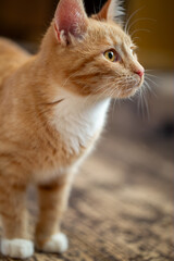Profile portrait of a cute ginger tabby kitten looking to the side