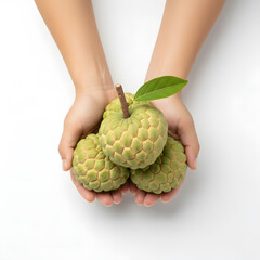 Custard Apple Fruit: Hands Cupping and Presenting Top View