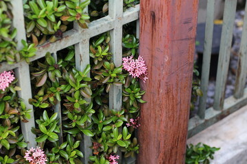 Pink flowers and green leaves growing on a metal fence