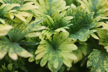 Close-up of vibrant green and yellow leaves with unique patterns