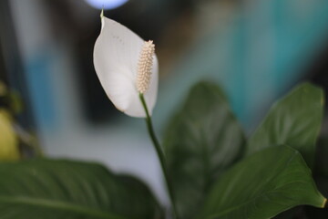 Obraz premium Close-up of a beautiful peace lily flower in bloom with green leaves