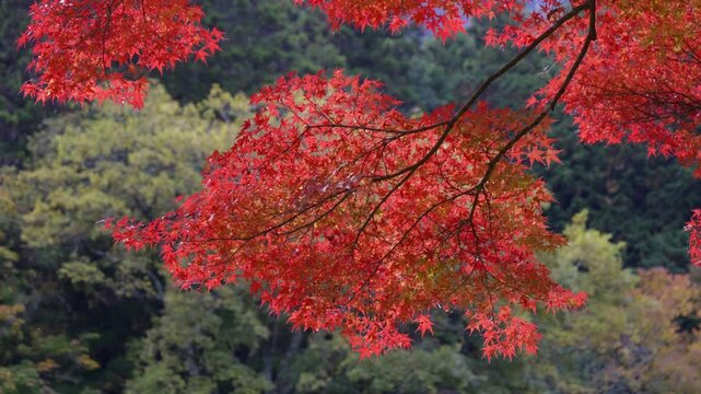 Beautiful vibrant red maple leafs close up in slow motion