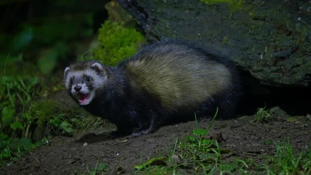 A European polecat sniffing slowly around fallen tree in forest of Drenthe, Netherlands