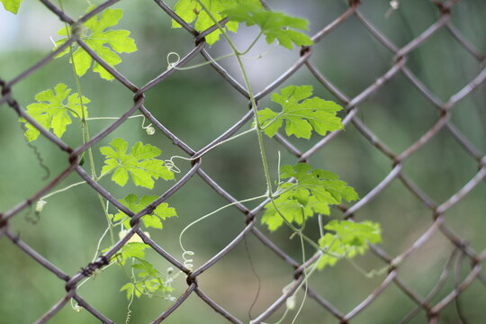 Green vine growing through a chain link fence with a blurred background