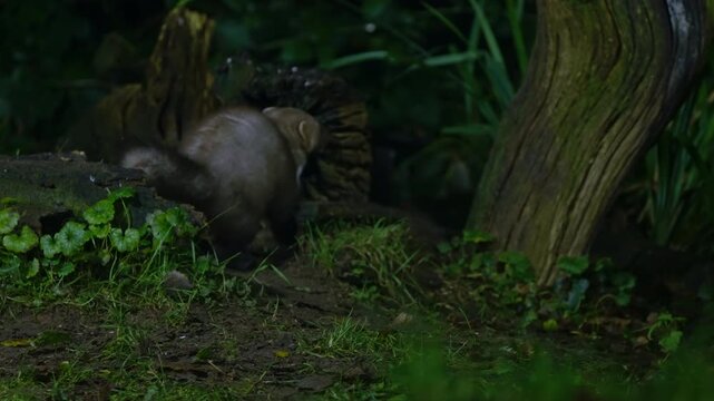 Beech marten pausing on trunk in evening light, Drenthe, The Netherlands