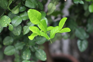 Close-up of vibrant green kaffir lime leaves in natural sunlight