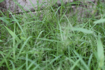 Close-up of vibrant green grass with delicate white flowers in a natural setting
