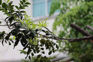 Close-up of tree branches with green leaves against a blurred background