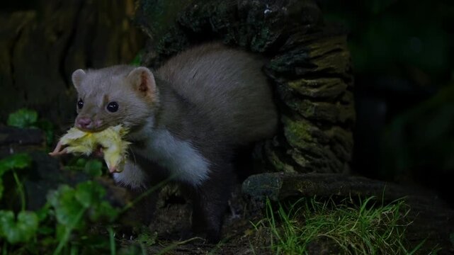 Stunning slow motion clip of beech marten emerging from hollow log in Drenthe forest habitat