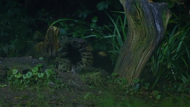 European polecat peeks through dense green forest undergrowth, head tilted in curiosity