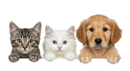 A tabby cat, a white cat with blue eyes, and a golden retriever puppy looking at the camera