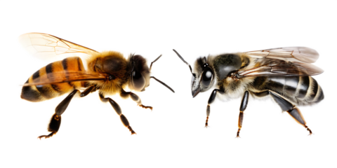 Two honey bees facing each other on white background isolated on a transparent background