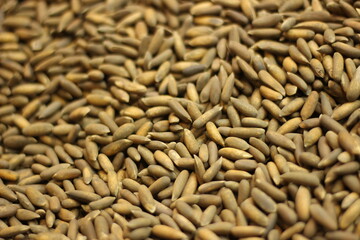 Pine nuts texture background showing natural cream colored pignoli seed pattern closeup