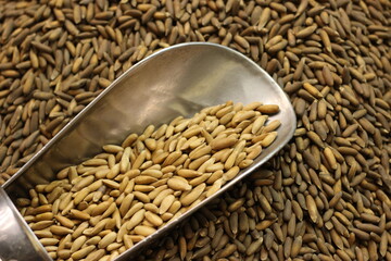Chilghoza pine nuts with metal scoop showing premium pignoli seeds natural texture closeup