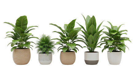 Fototapeta premium Five Assorted Indoor Plants in Natural and Modern Planters