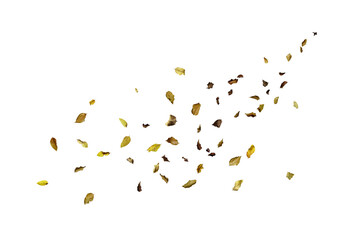 Scattered dry leaves blowing across a white background, creating a natural autumn motion effect