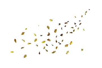 Scattered dry leaves blowing across a white background, creating a natural autumn motion effect