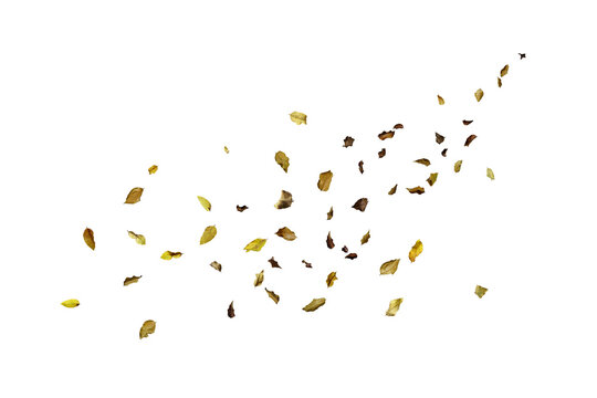 Scattered dry leaves blowing across a white background, creating a natural autumn motion effect