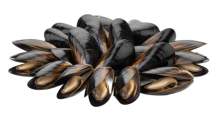 A large pile of fresh raw mussels with shiny black shells. PNG Transparent