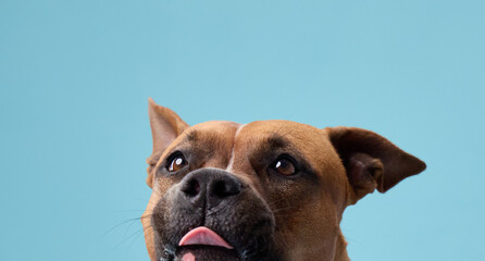 A staffordshire terrier turns its head in curiosity in front of a studio backdrop. The close-up emphasizes its facial expression.