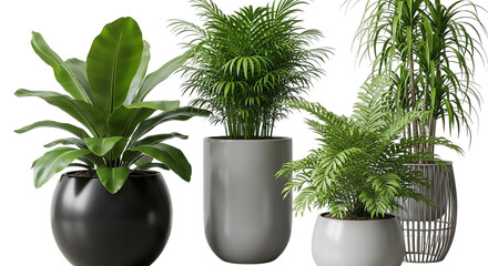 Fototapeta premium Assortment of Tropical Indoor Plants in Modern Ceramic Planters
