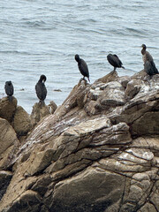 Cormorant on Rocks at Restless Sea Pebble Beach California Photo