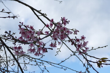 Beautiful botanical shot, natural wallpaper, Thai cherry blossom, pink sakura flower blossom on tree in spring