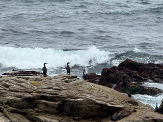 Cormorant on Rocks at Point Joe Pebble Beach California Photo