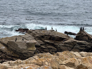 Cormorant on Rocks at Point Joe Pebble Beach California Photo