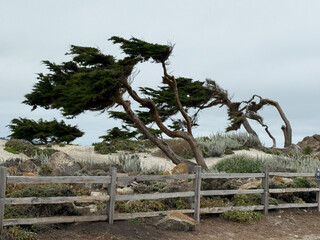 Windblown Cypress Trees at Restless Sea Pebble Beach California Photo