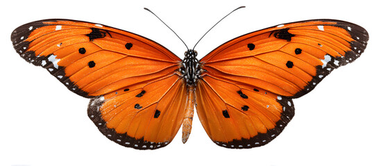 Brown butterfly Euploea phaenareta isolated on white backgroundColor butterfly , isolated on white

