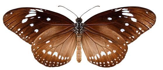 Brown butterfly Euploea phaenareta isolated on white backgroundColor butterfly , isolated on white

