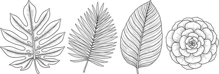 Hand drawn tropical leaves collection, monochrome botanical line art, monstera, palm, succulent, vector illustration, isolated nature elements for summer floral design.
