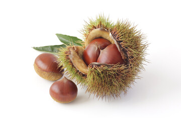 白背景の毬栗