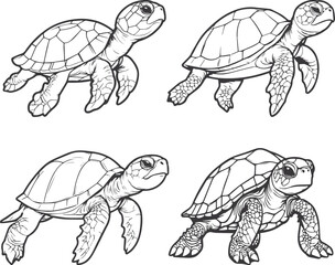 turtle vector illustration