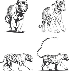 tiger vector illustration