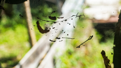 Dirty Spider Web Covered in Debris and Leaves with Green Bokeh Background. Concept of nature, neglect, or danger.