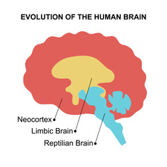 Human brain evolution, neocortex, limbic brain, reptilian brain. Sensory perception, emotions, and survival instincts diagram schematic vector illustration. Medical science educational illustration