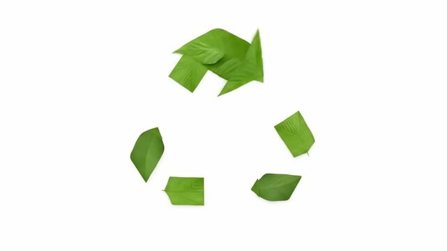 Fresh green leaves and herbs arranged in a circular pattern symbolizing nature and sustainability concepts