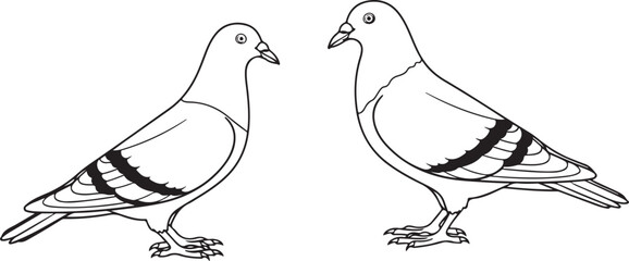 two birds on white background