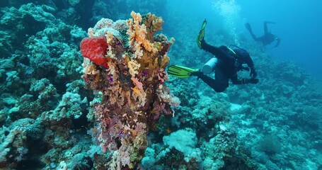Group of scuba divers swimming between corals at coral reef. Diving instructor and group students in underwater exercise. Instructor teaches students. Underwater scuba diving education and training.
