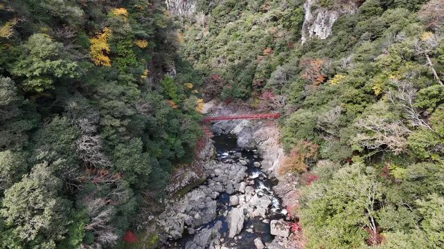 日本の秋のドローン映像　紅葉が美しい渓谷の上空から赤いつり橋に向かって高度を下げながら近寄って撮影