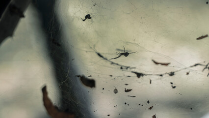 Spider Silhouette on Web with Soft Light Background. macro wildlife behavior, natural textures, and the hidden world of forest ecosystems.
