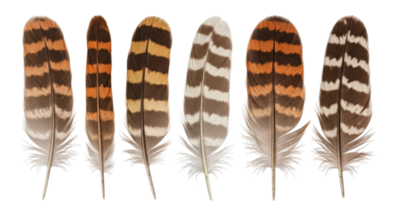 Six owl feathers lined up transparent background cutout png