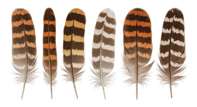 Six owl feathers lined up transparent background cutout png