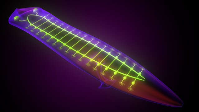 Dugesia animal anatomy. 3d illustrations