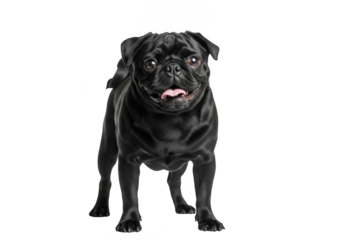 Full body portrait of a cute black pug dog standing upright, adorable pet with funny face, isolated on transparent background