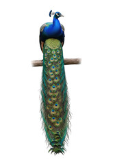 Obraz premium Stunning peacock perched on branch with vibrant feathers detailed plumage bird image stock photo isolated on transparent background